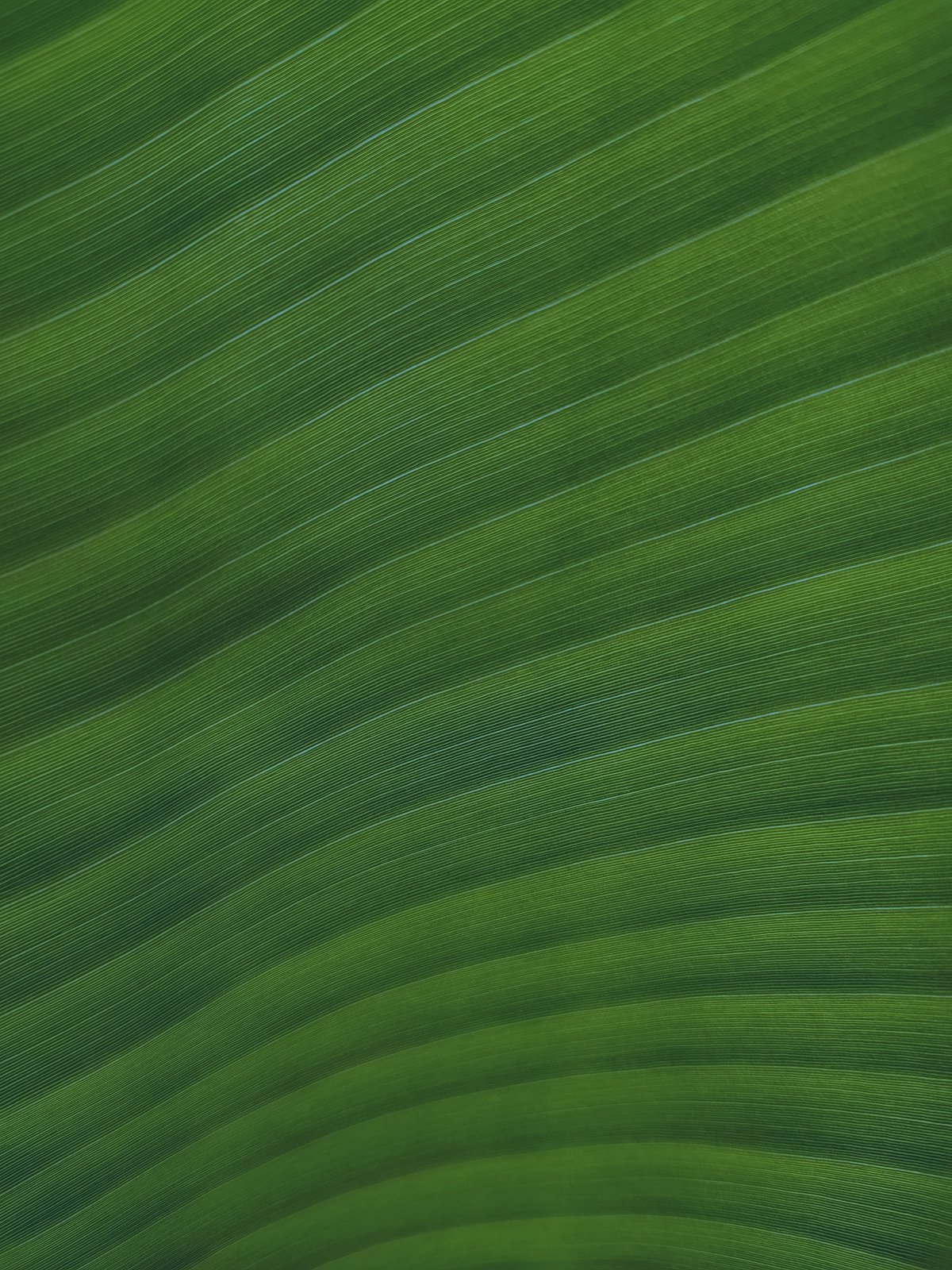 Close Up Shot of a Banana Leaf